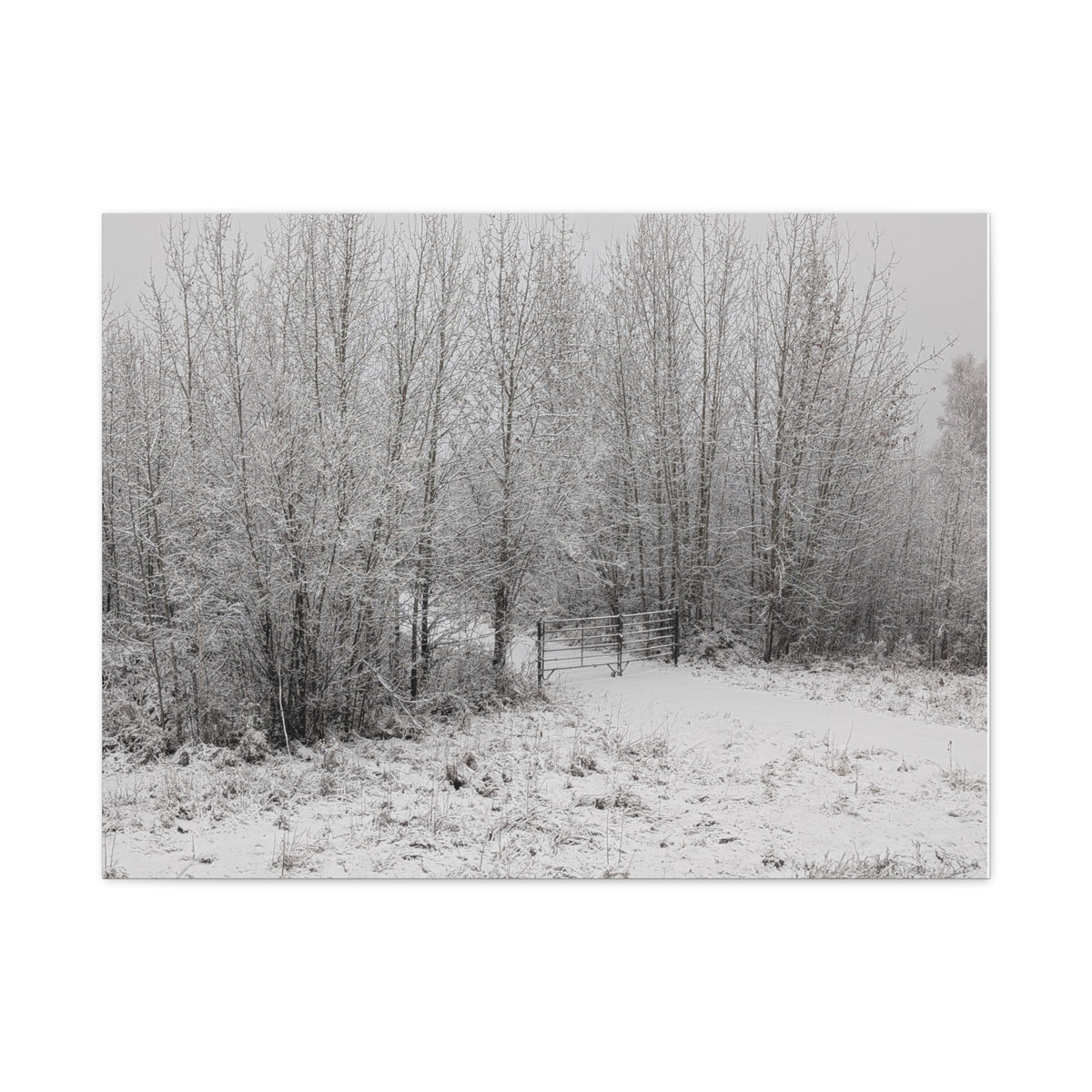 "Quiet" Canvas