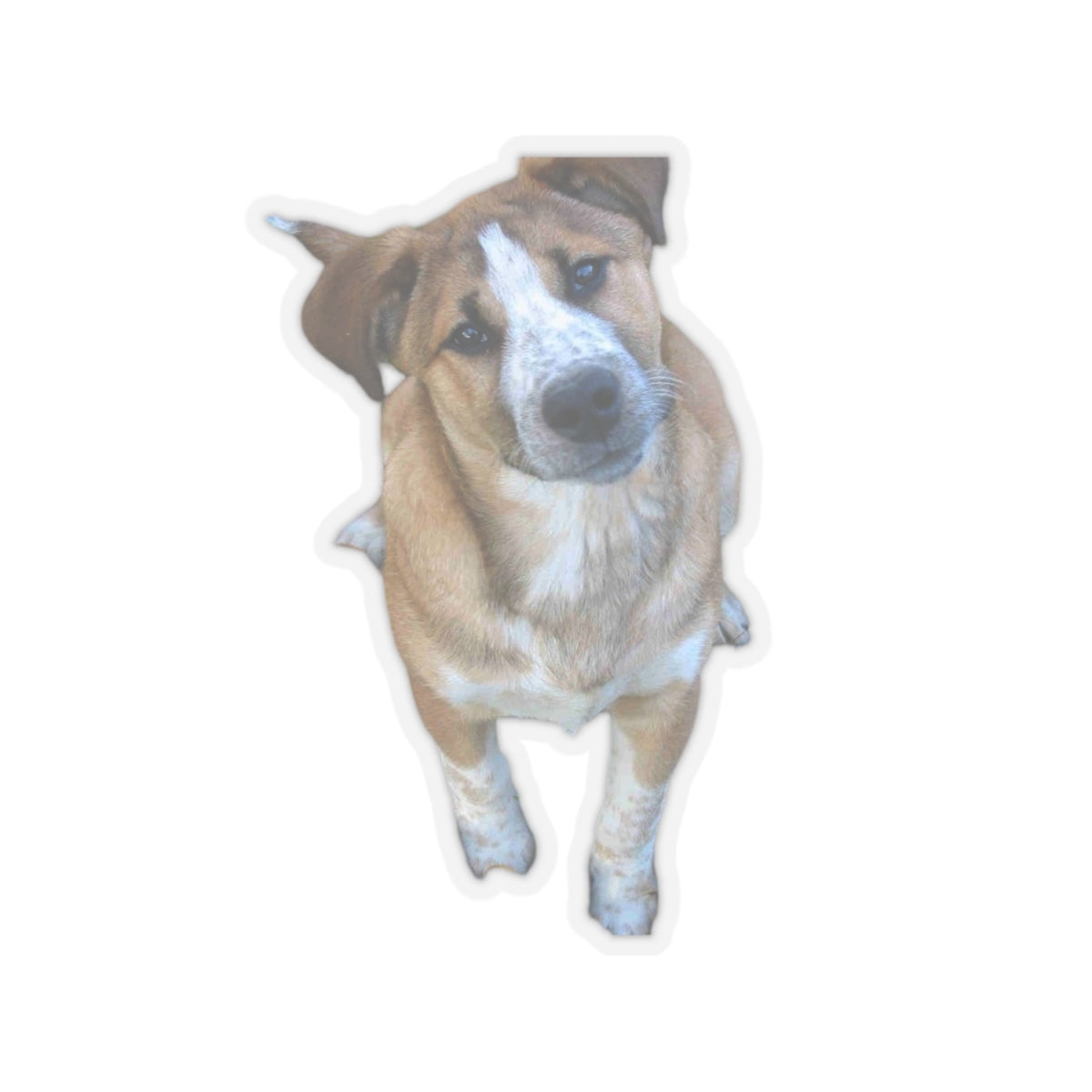 Rescue Dog Sticker
