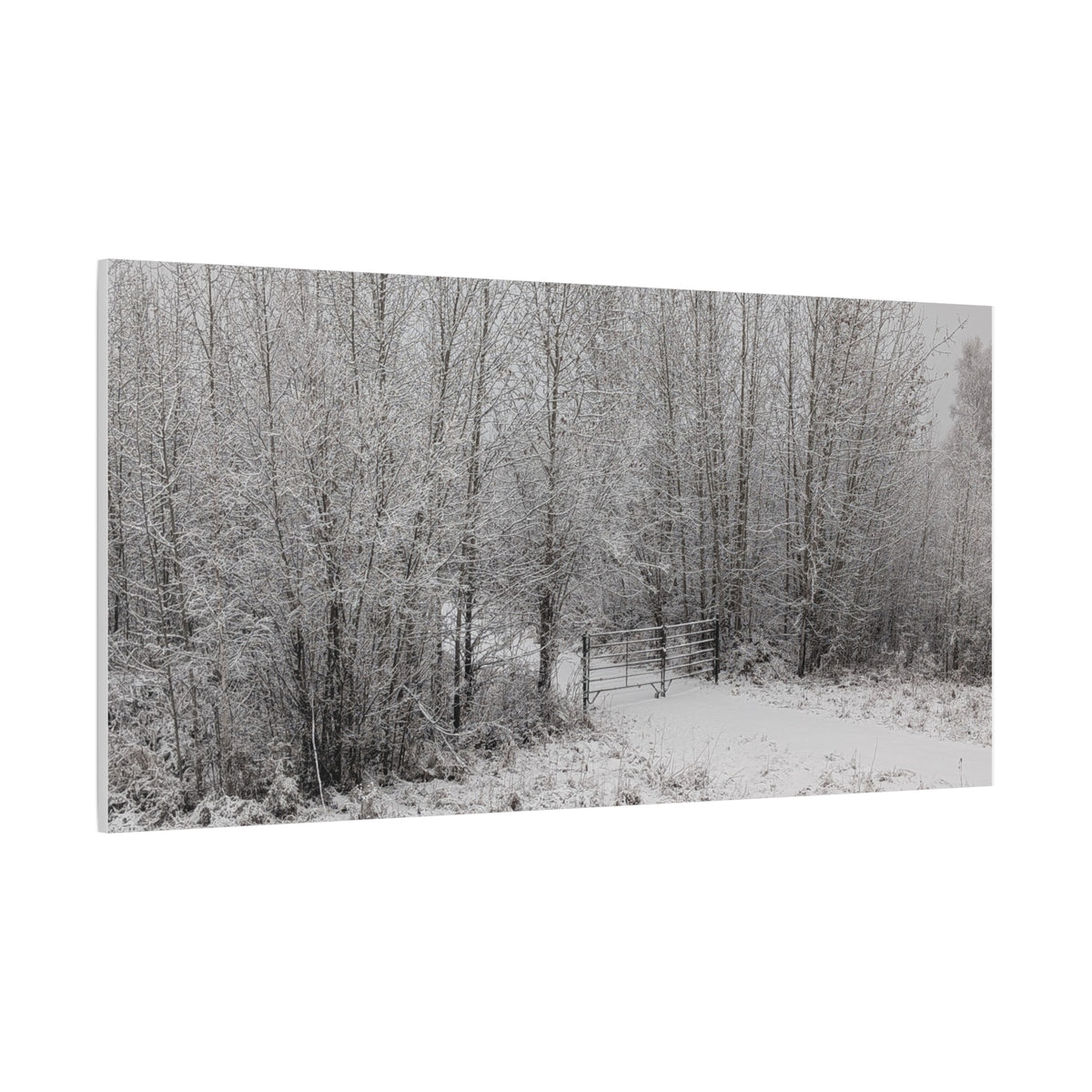 "Quiet" Canvas