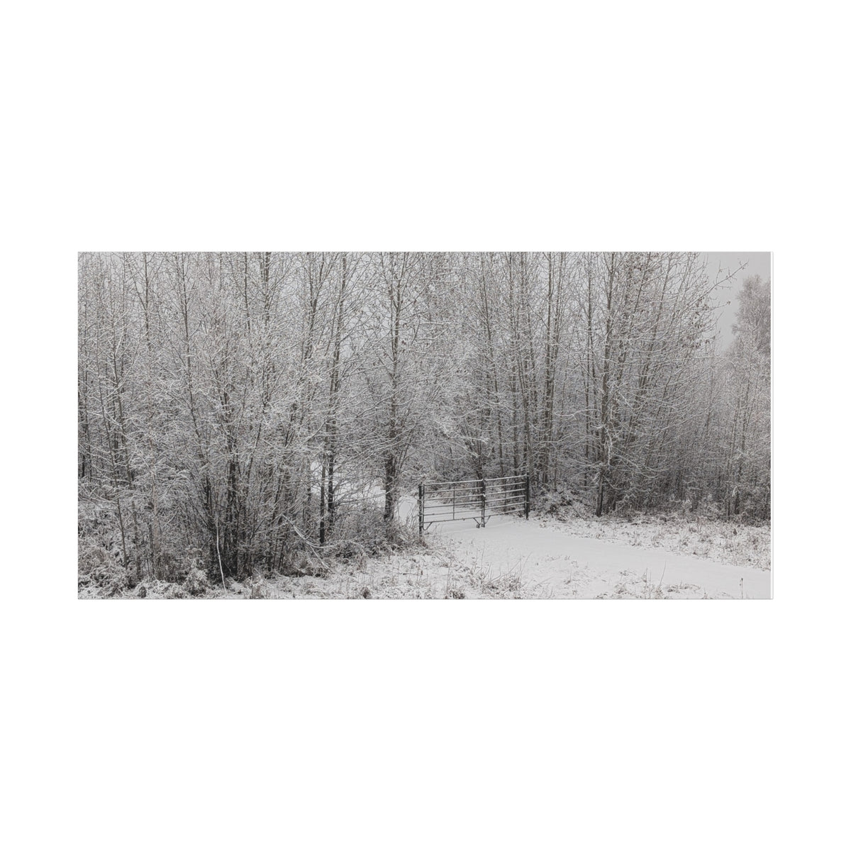 "Quiet" Canvas