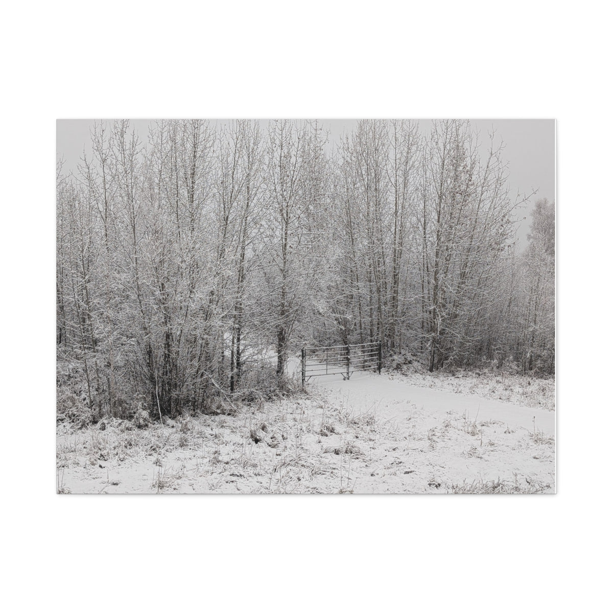 "Quiet" Canvas
