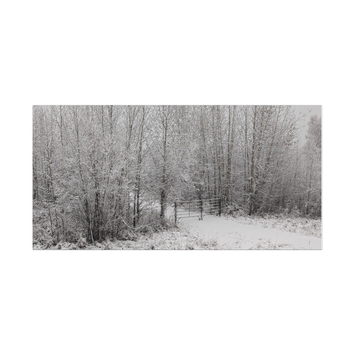 "Quiet" Canvas
