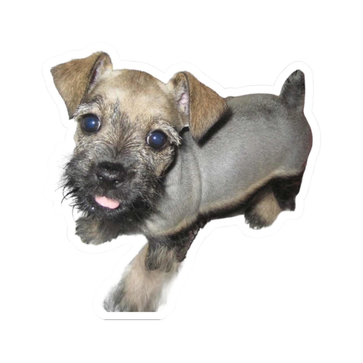 Miniature Schnauzer Sticker