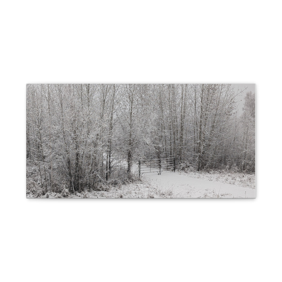 "Quiet" Canvas