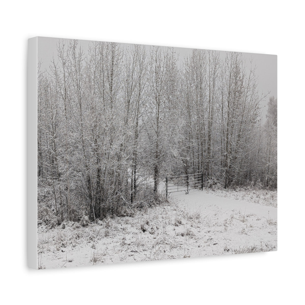 "Quiet" Canvas