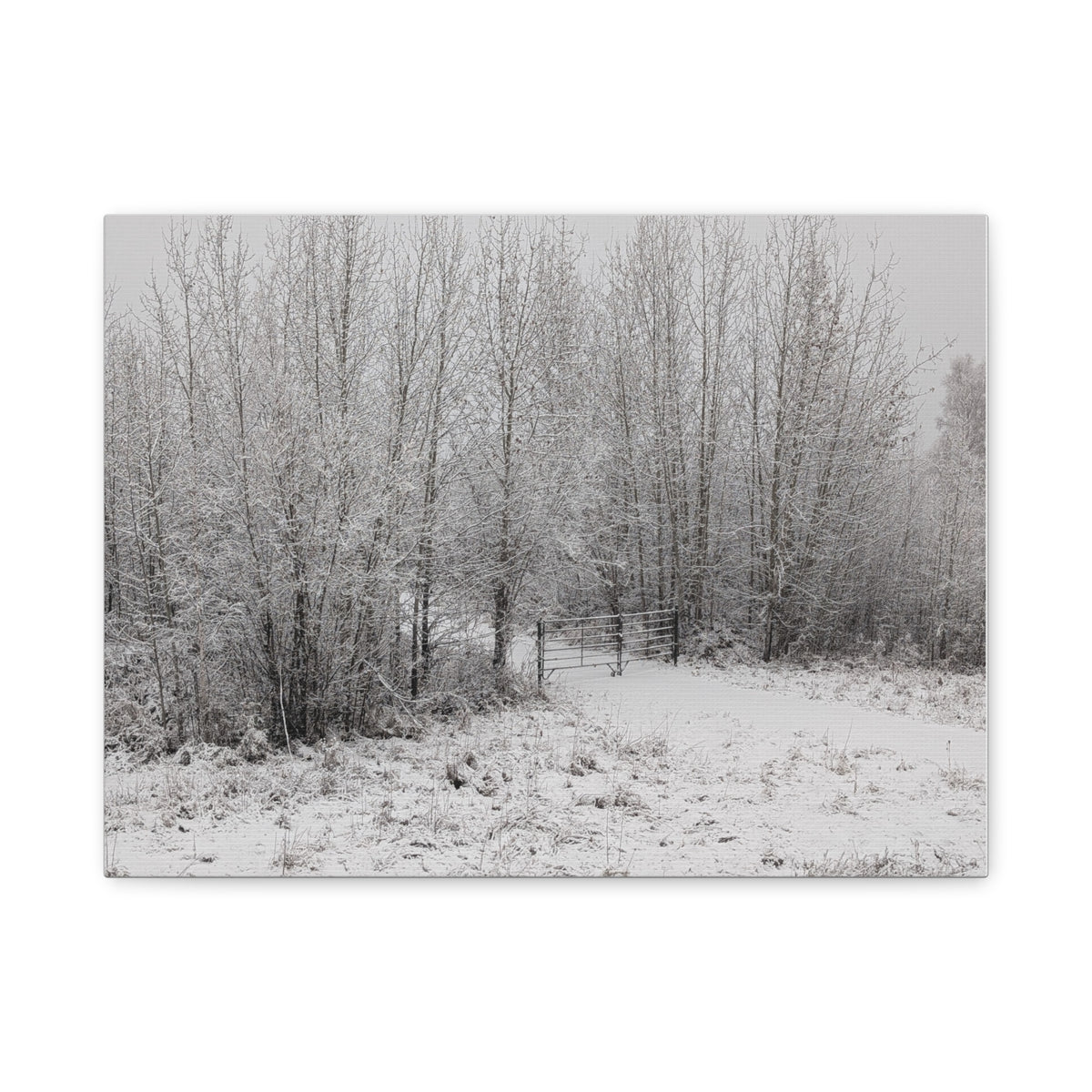 "Quiet" Canvas