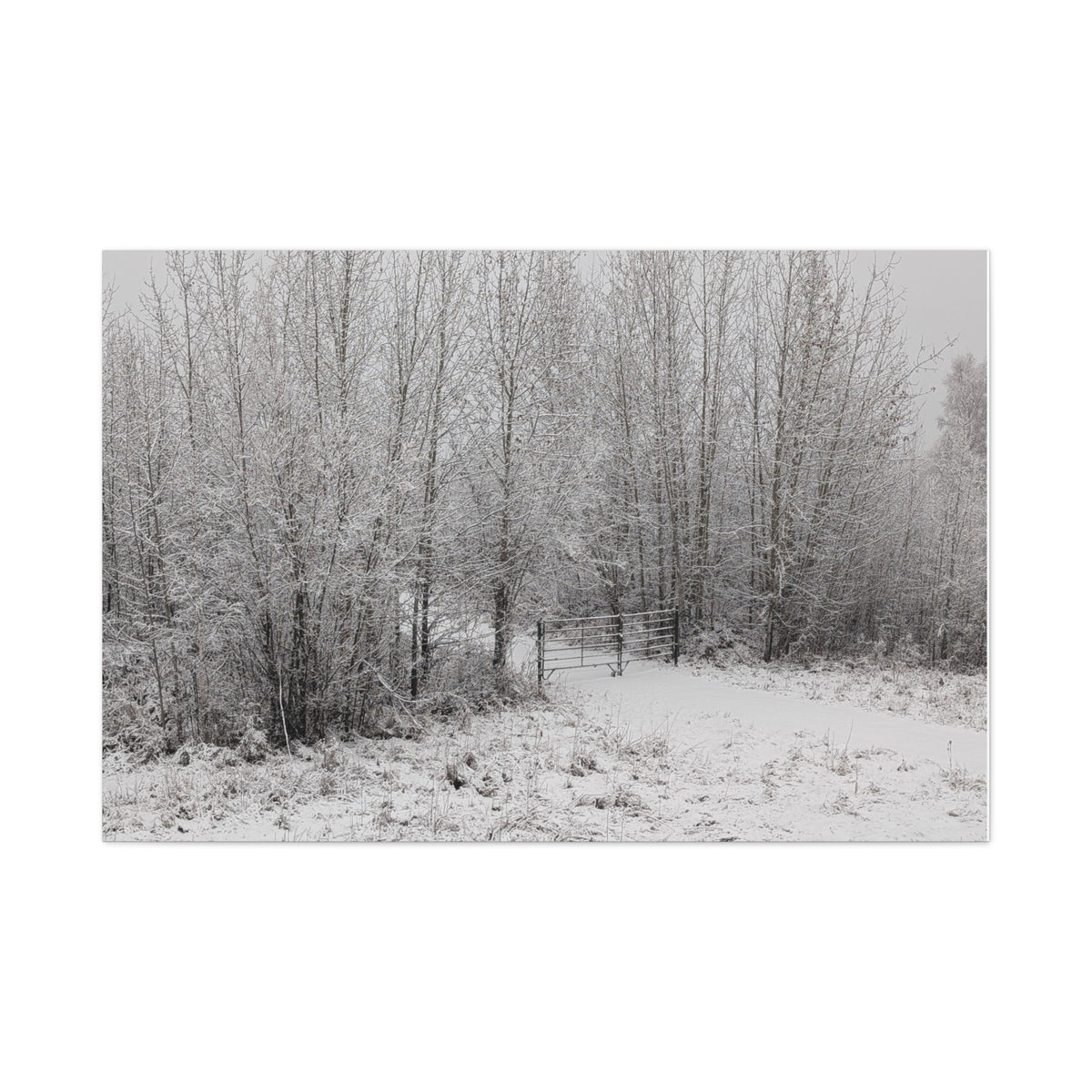 "Quiet" Canvas