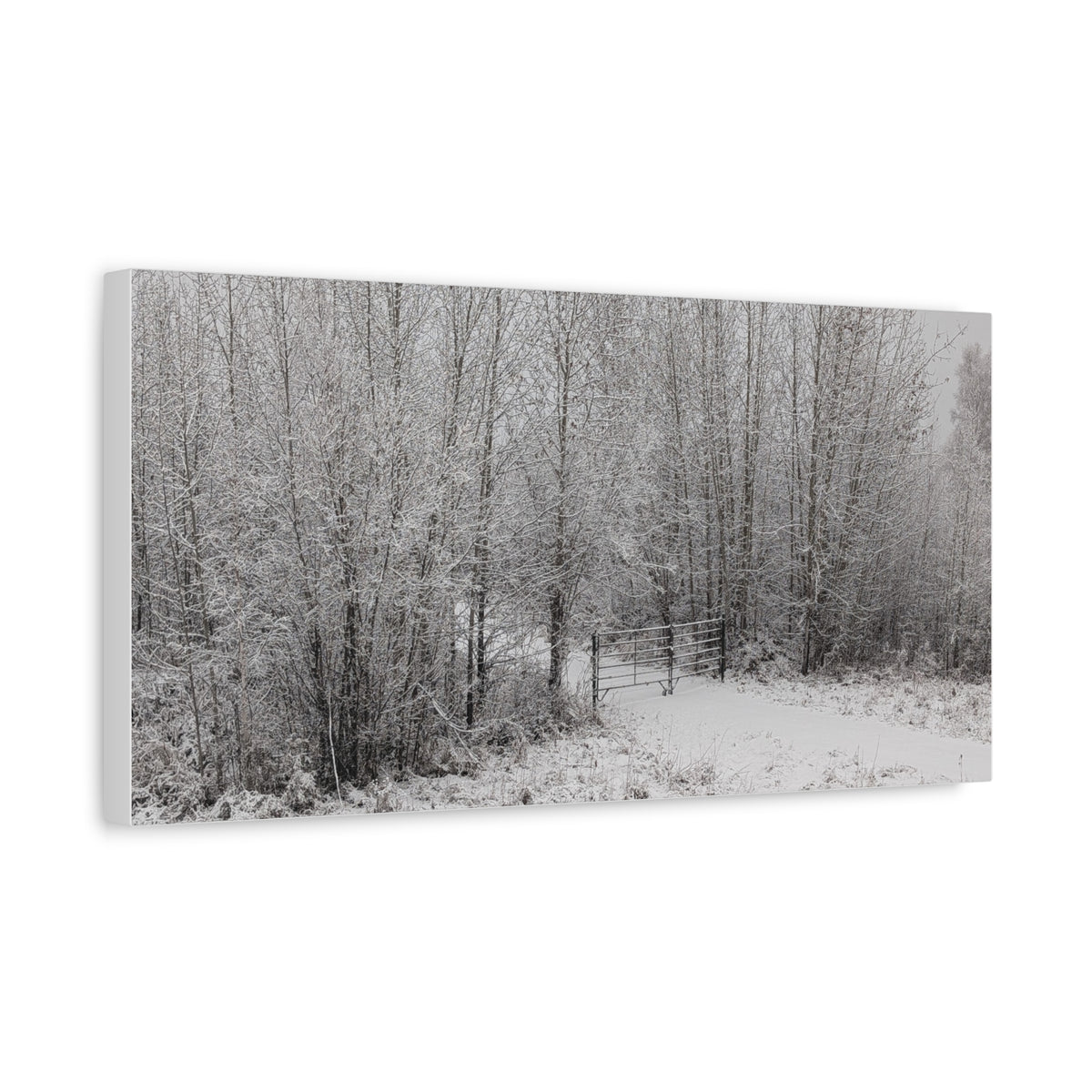 "Quiet" Canvas