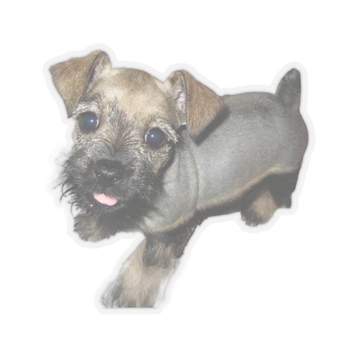 Miniature Schnauzer Sticker