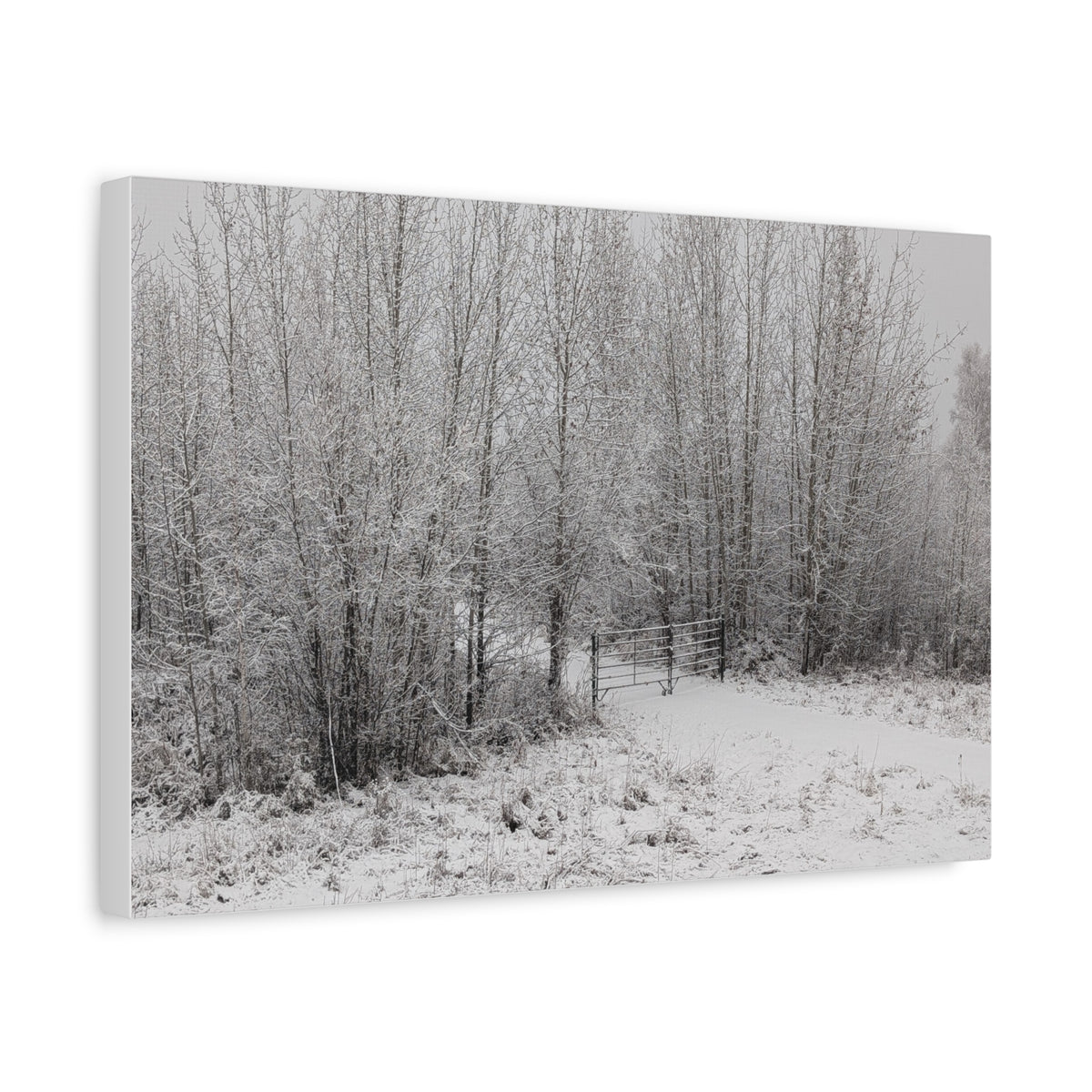 "Quiet" Canvas