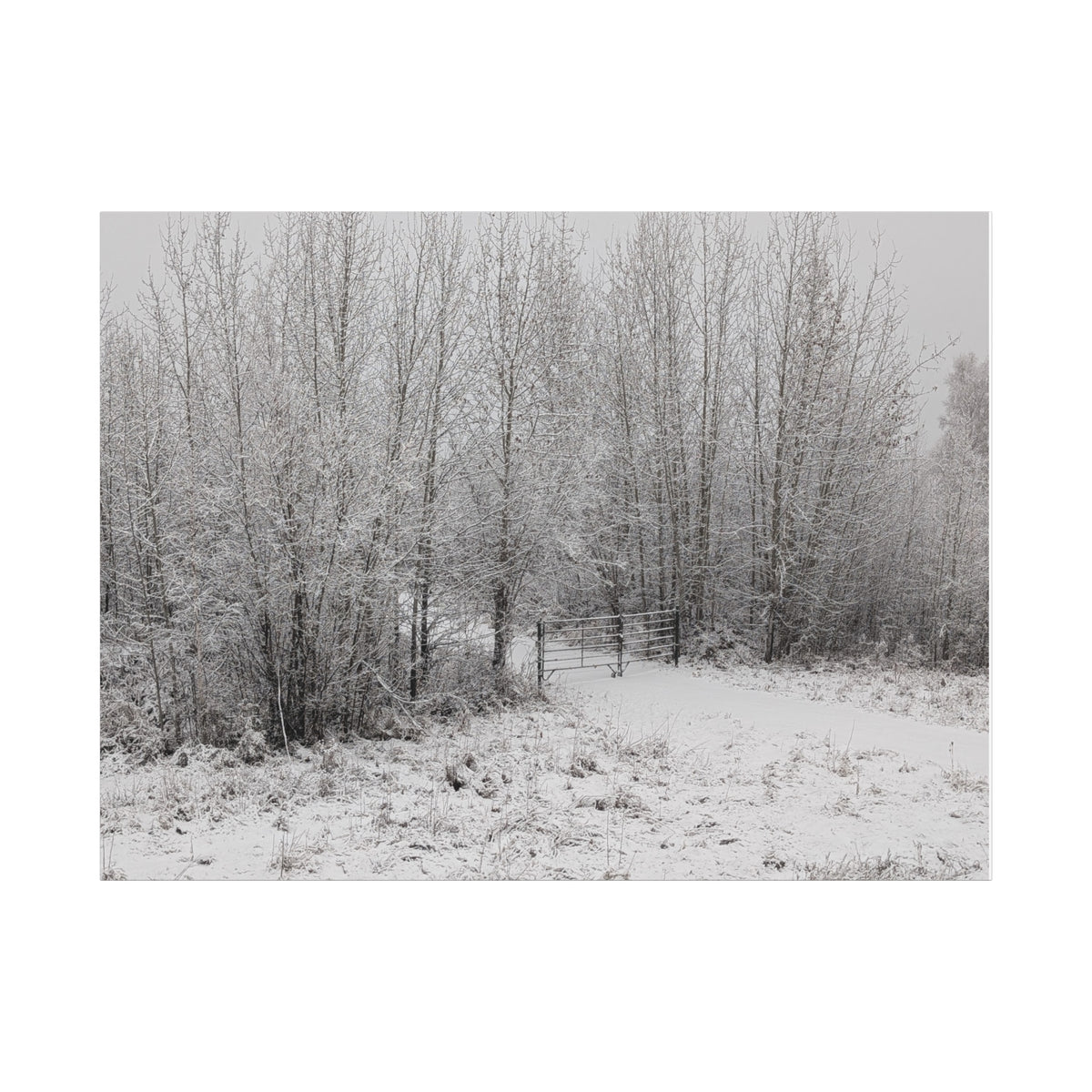 "Quiet" Canvas