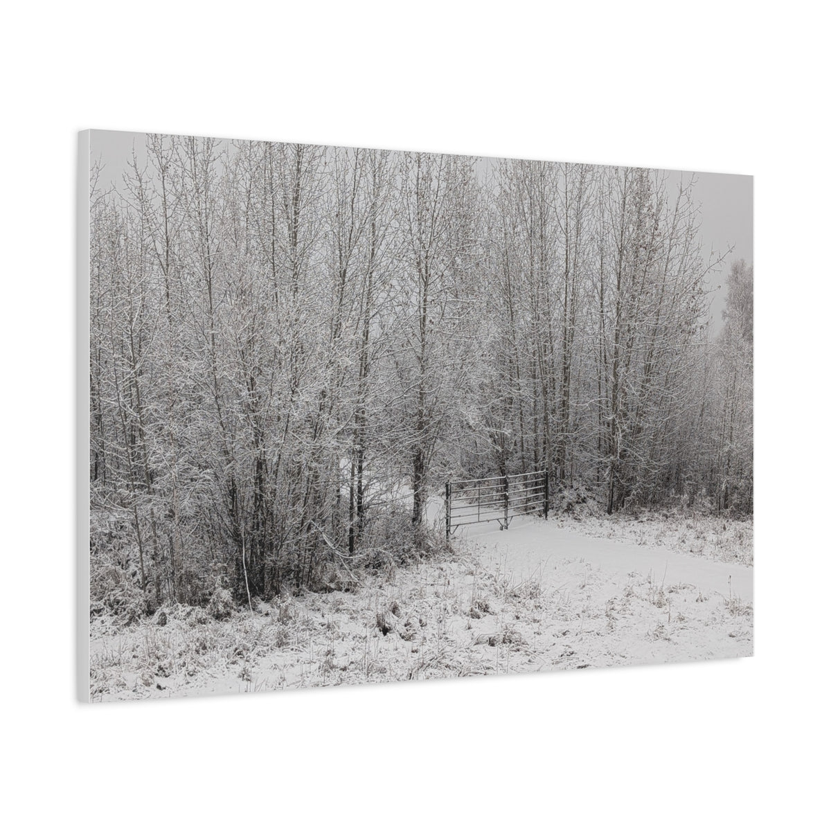 "Quiet" Canvas