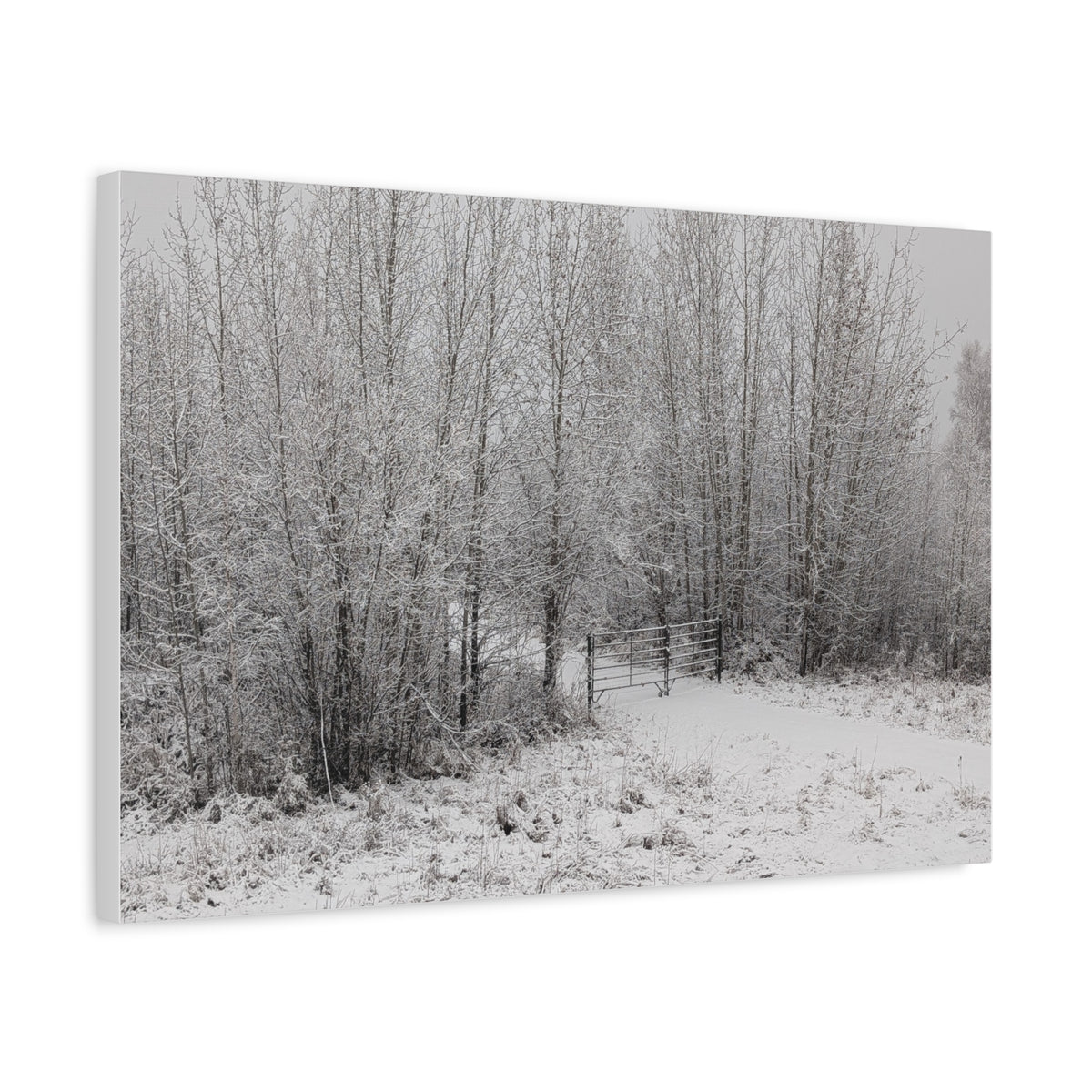 "Quiet" Canvas