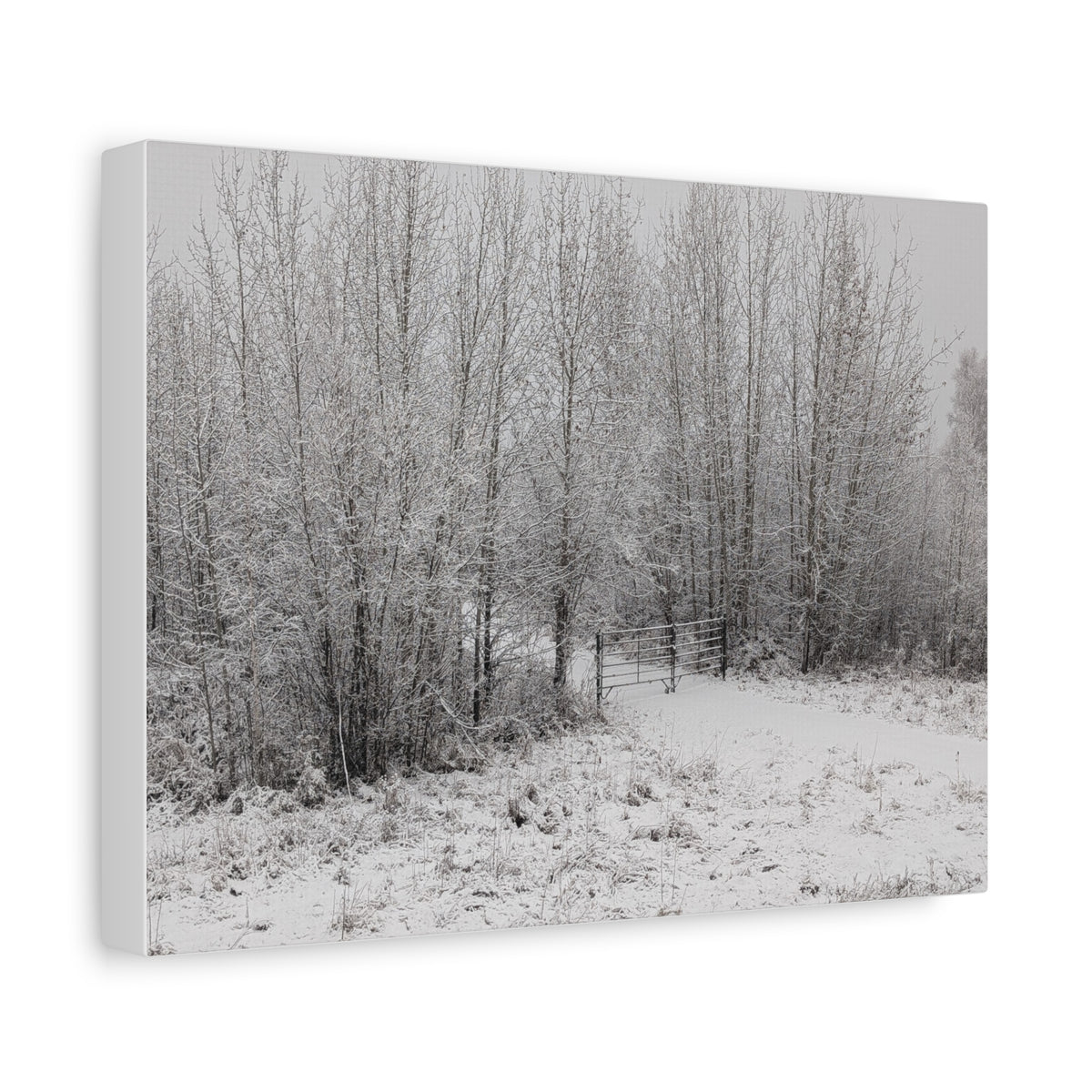 "Quiet" Canvas