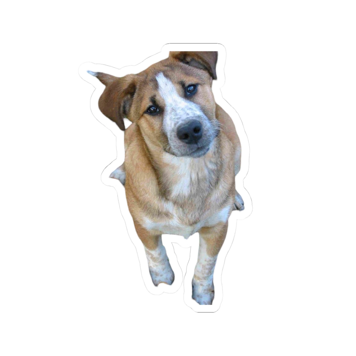 Rescue Dog Sticker