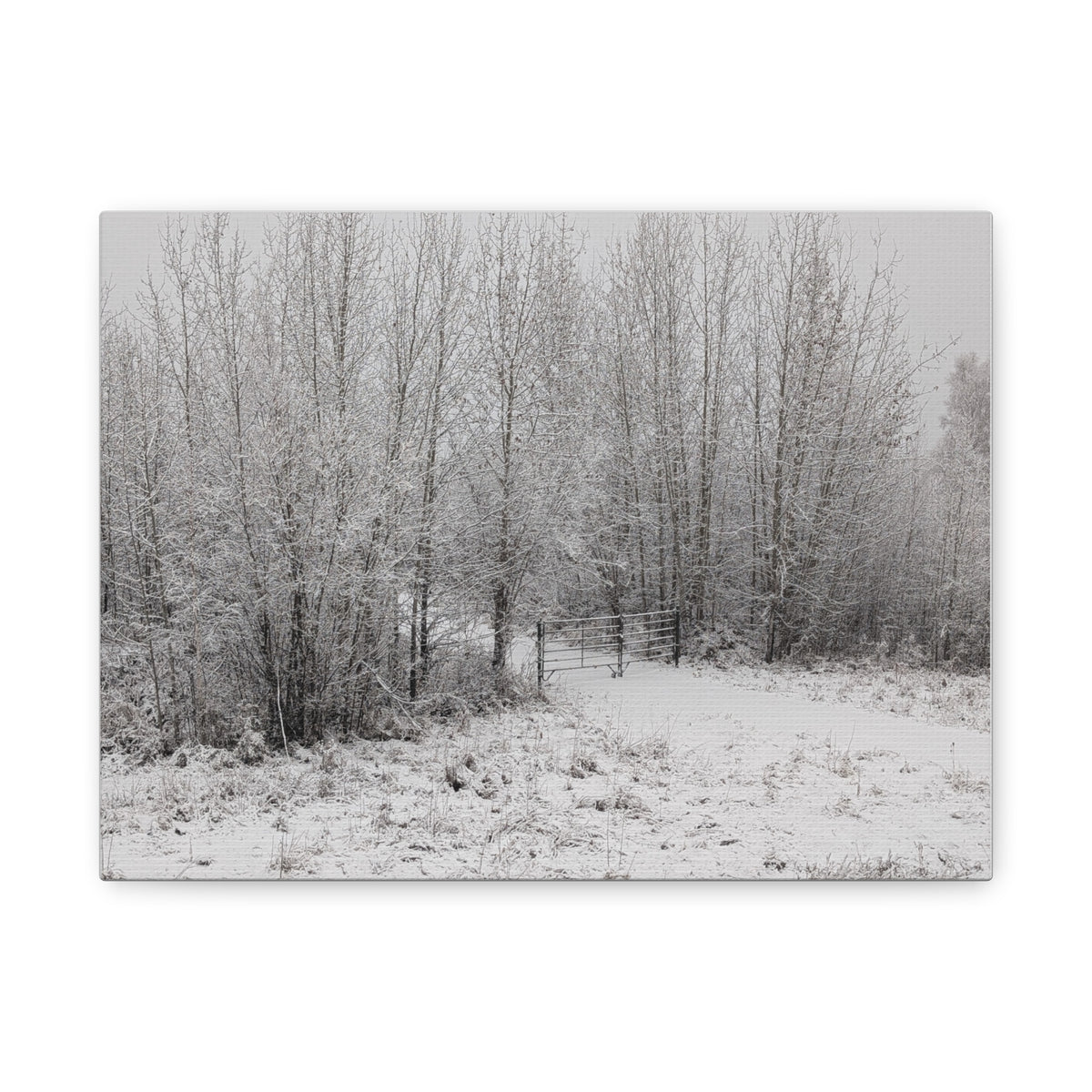 "Quiet" Canvas