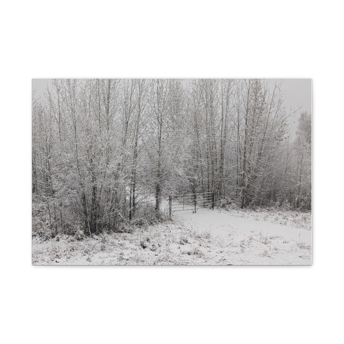 "Quiet" Canvas