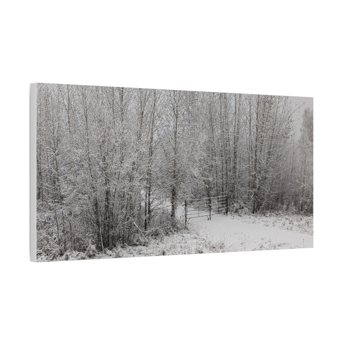 "Quiet" Canvas